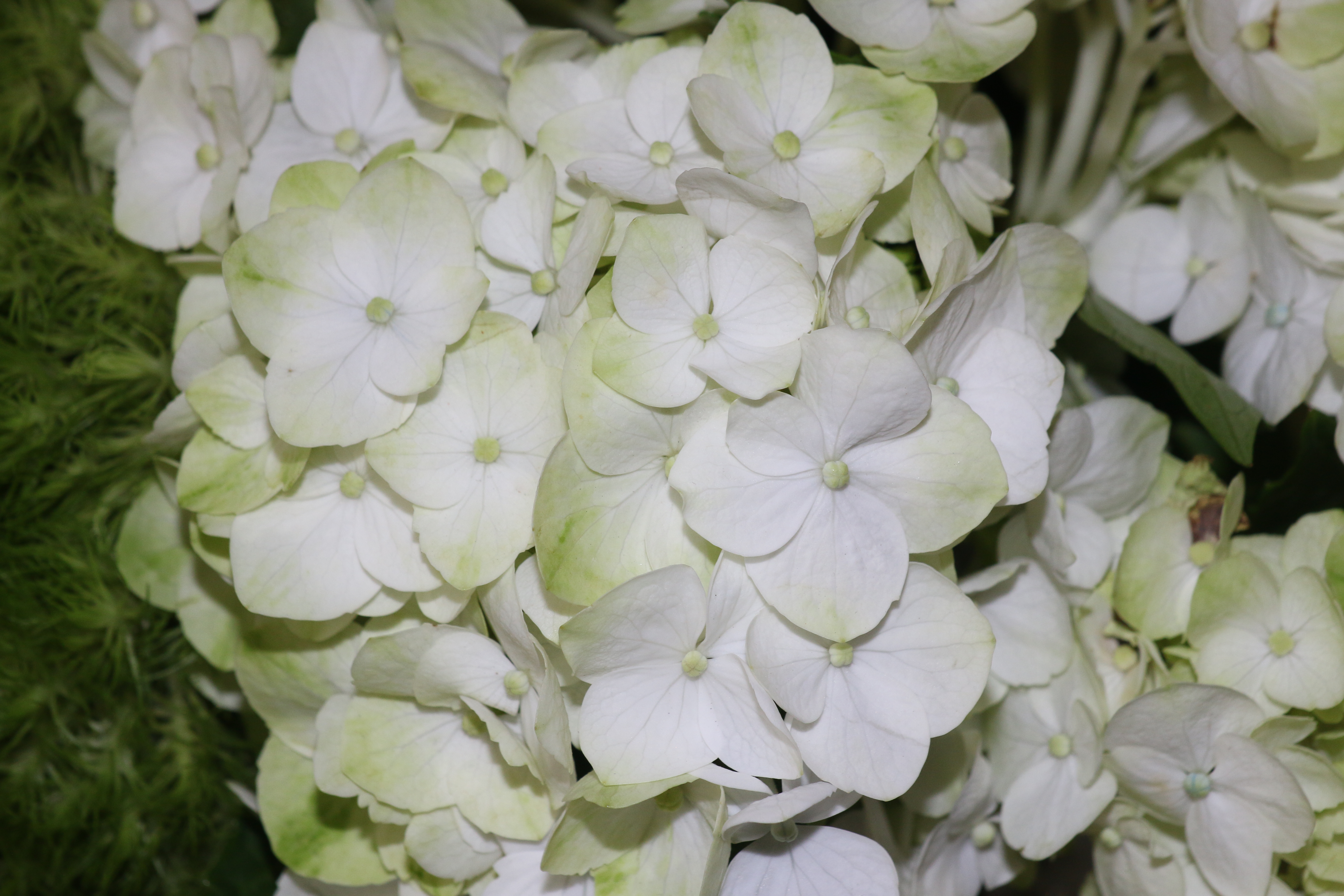 Pale Green & White Hydrangea